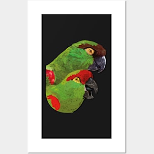 Thick-billed or Maroon-fronted Parrot Posters and Art